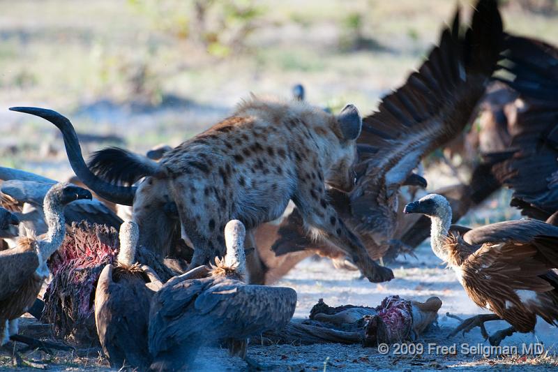 20090617_180030 D300 X1.jpg - Hyena Feeding Frenzy, Part 2.  The vultures are finally ignoring the hyena and starting to feed intermittently.